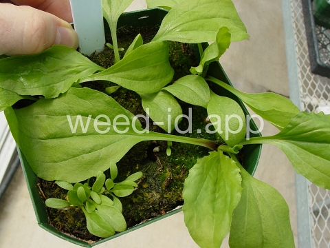plantain, blackseed